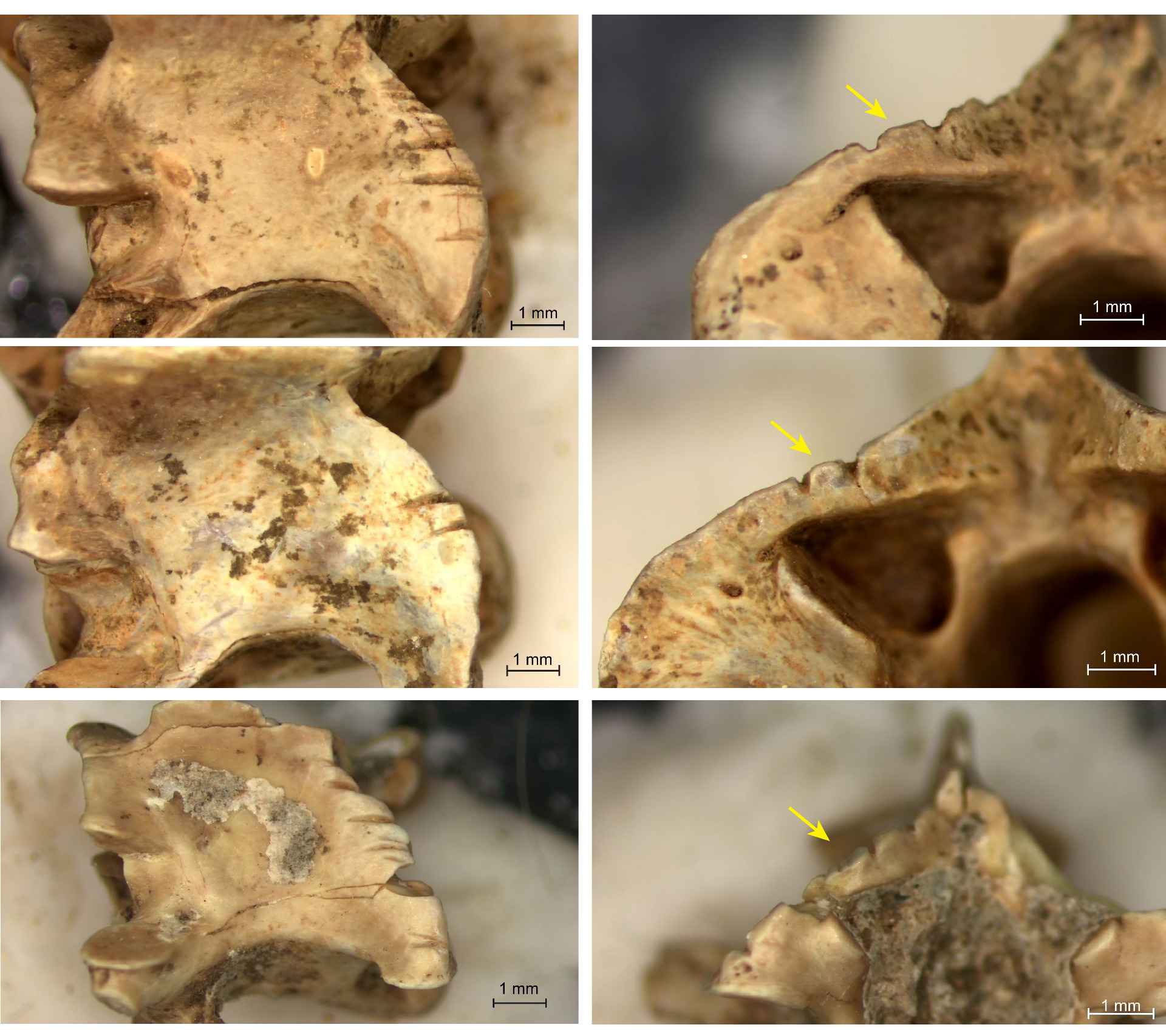 Cut-marks on snake vertebrae from the Natufian site of el-Wad Terrace, Israel (Photo credit: Ma'ayan Lev)